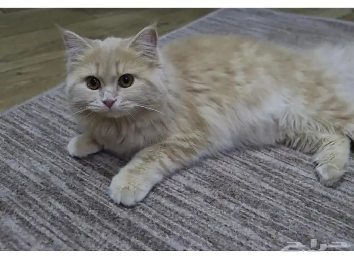 قطه شيرازي 3