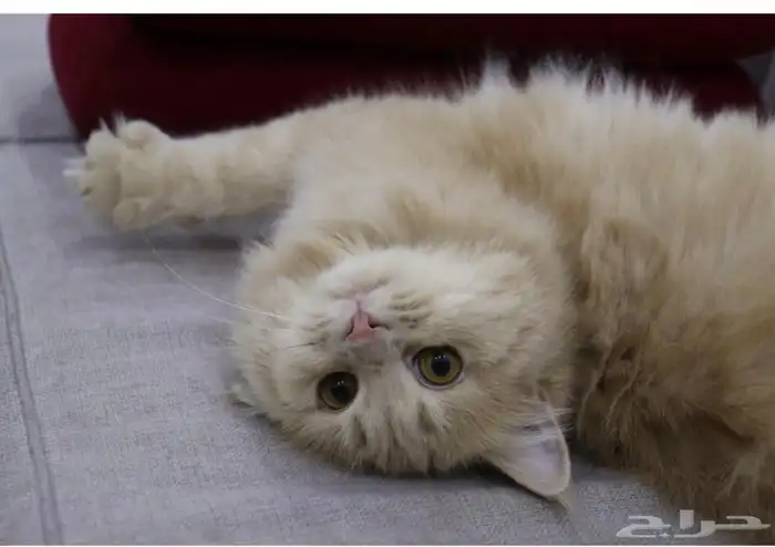 قطه شيرازي 0