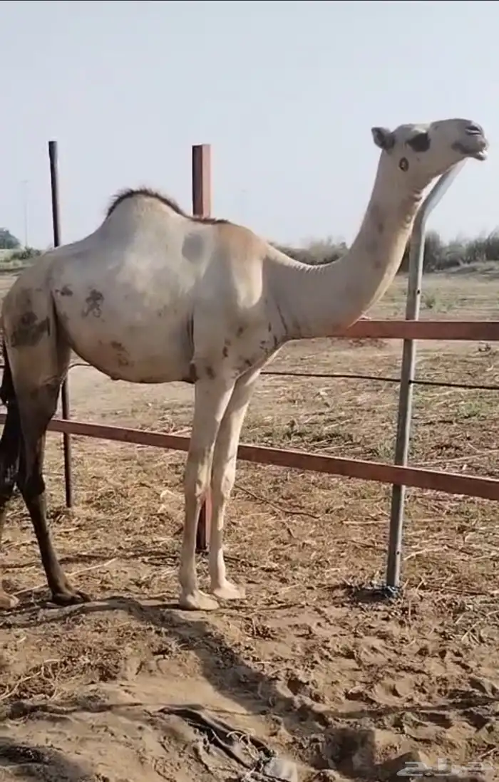 بكره اركه اصيله وفاخره 2