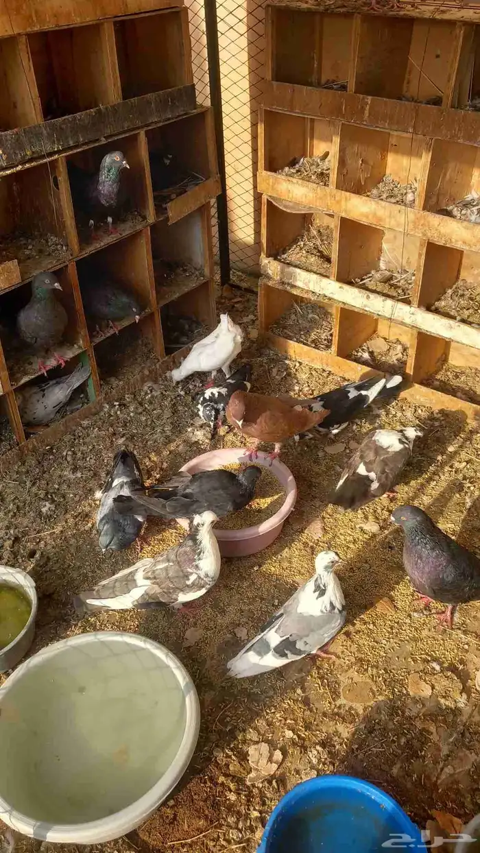 الخرج حمام مصري ودجاج للبيع 1