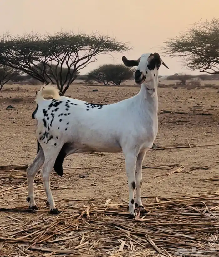 عنز منتوج 1