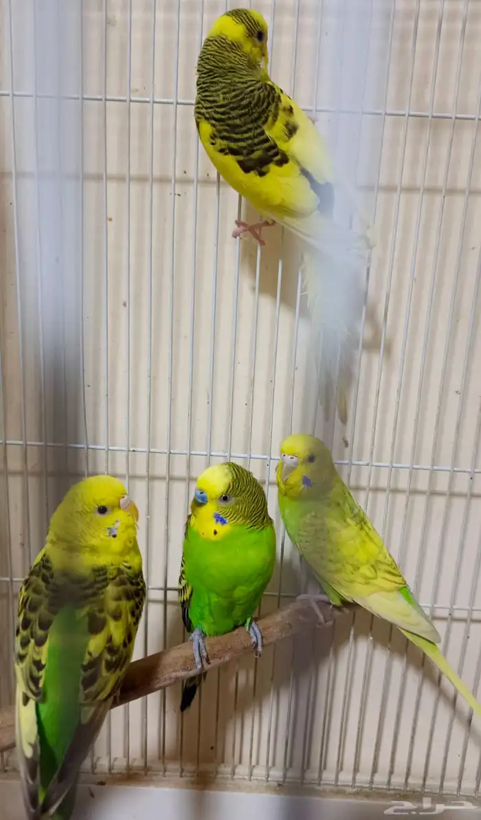 بادجي منتجين للبيع 8