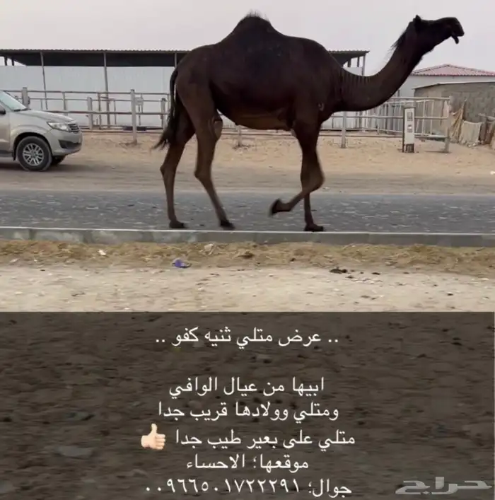 القحه ملاقي 0