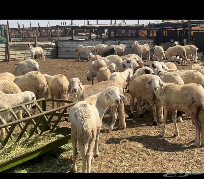 سواكن ابيض حجم جبر جدعان ثنيان 2