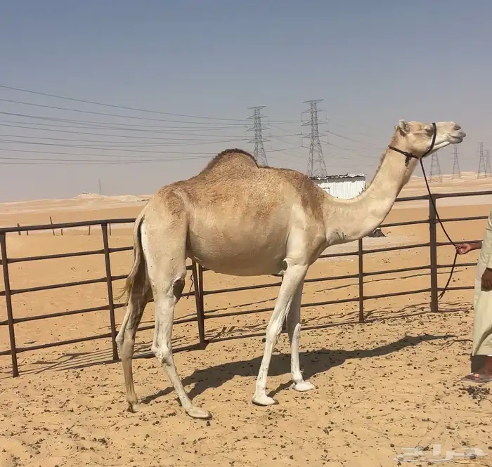 هجن عشراء حره من سوداني 0
