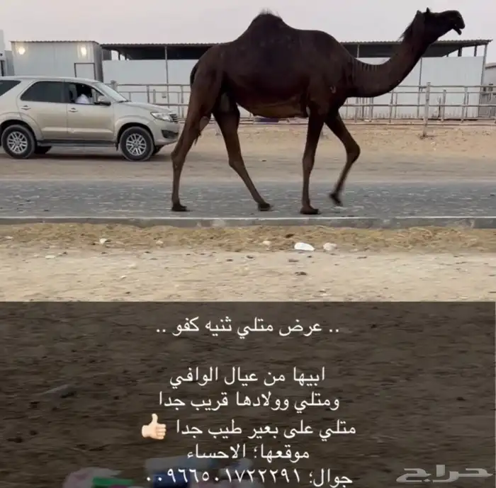 القحه ملاقي 2