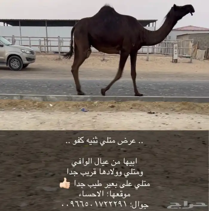 القحه ملاقي 1