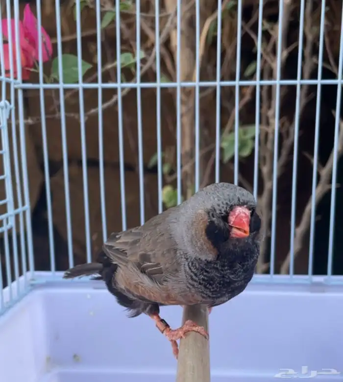 ذكر زيبرا شاركول سوبر جامبو 1