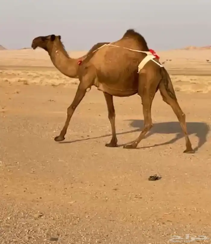 لقحه صفرا 1