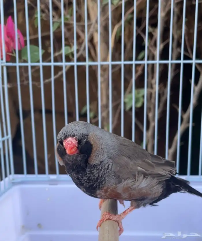 ذكر زيبرا شاركول سوبر جامبو 0