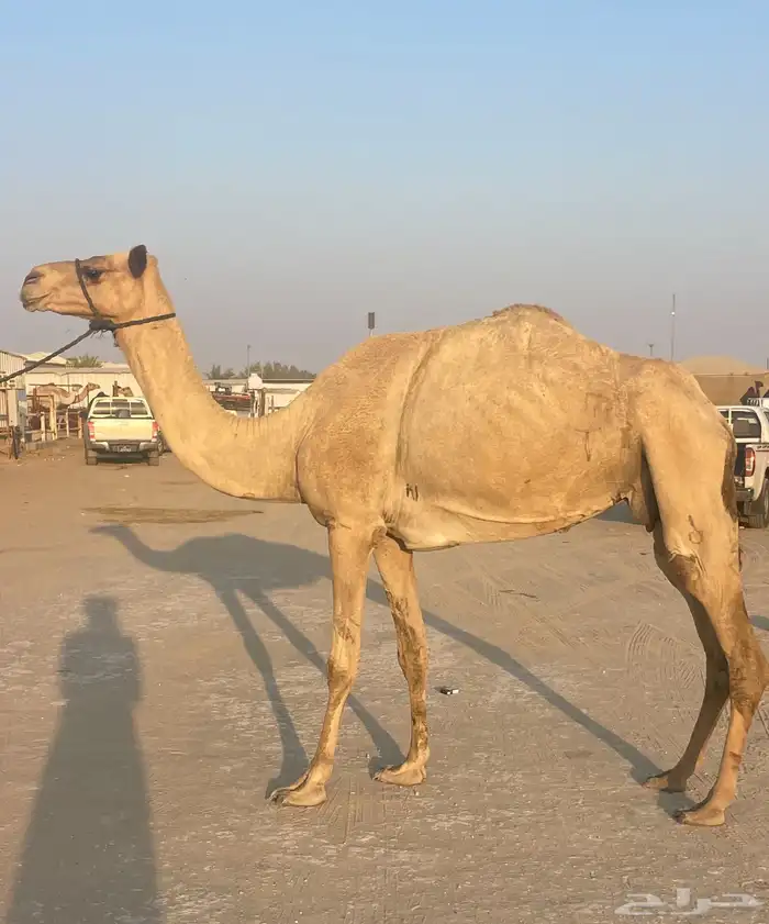 هجن سودانيه عشراء عليها وسم الشيخ زايد وسم ال ثاني 2