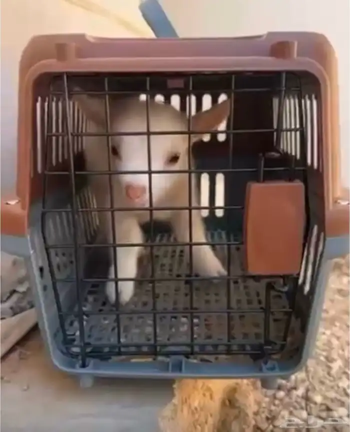ماعز سوبر قزم عمر اسبوعين للبيع 0