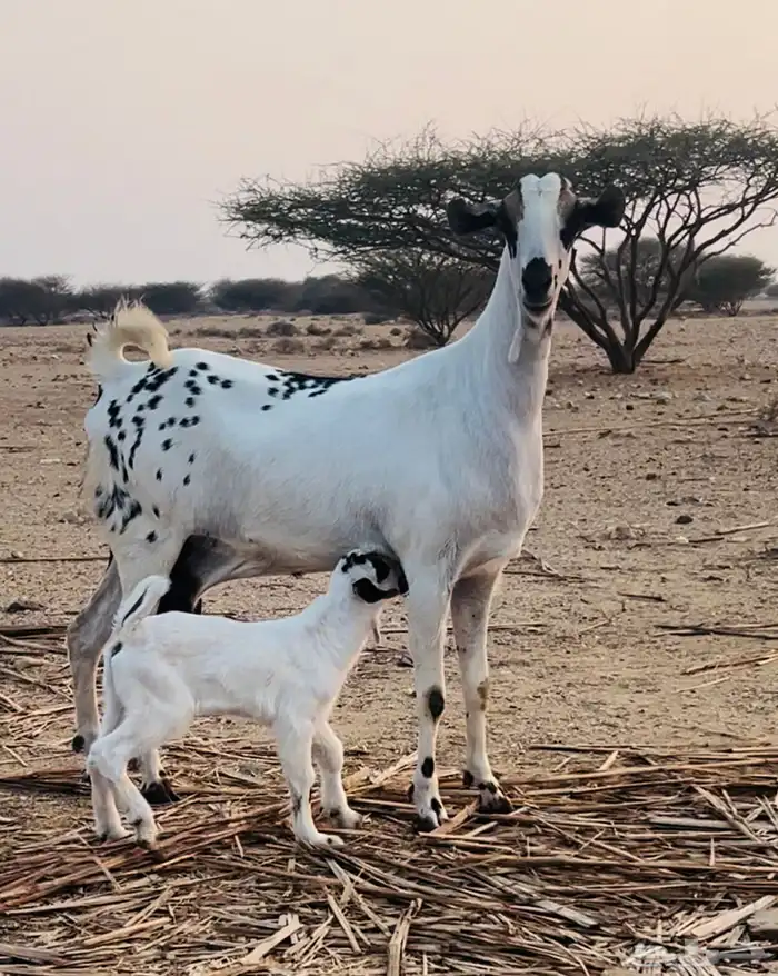 عنز منتوج 2