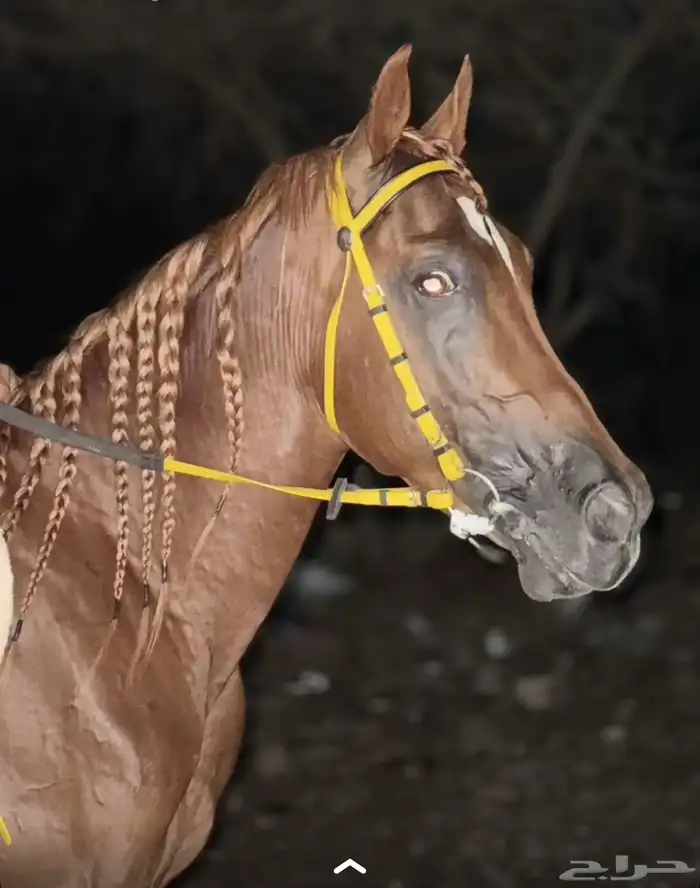 حصان جزيري شعبي 0