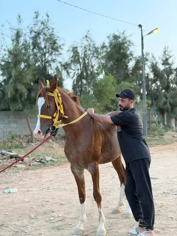 خيل 0