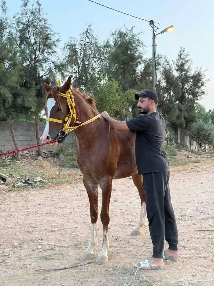 خيل 1
