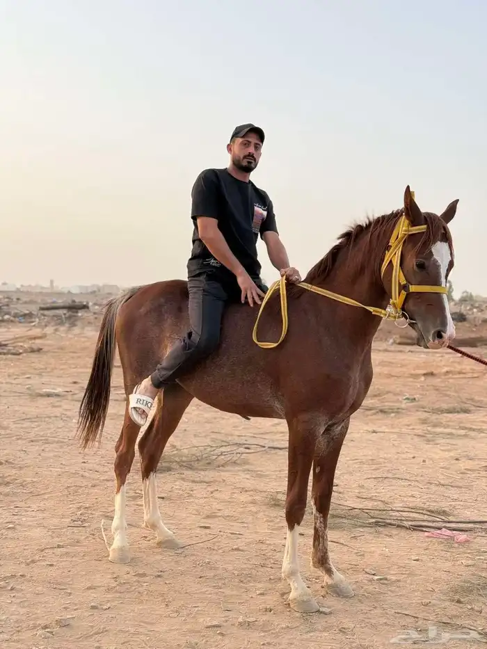 خيل 4