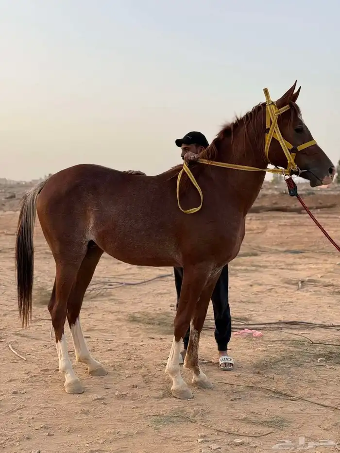 خيل 5