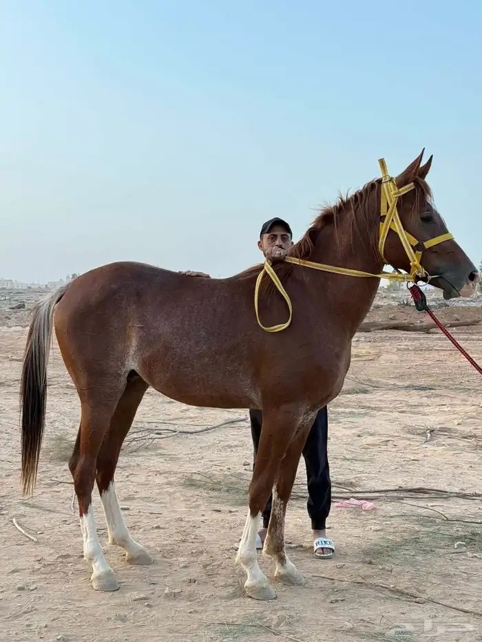 خيل 2
