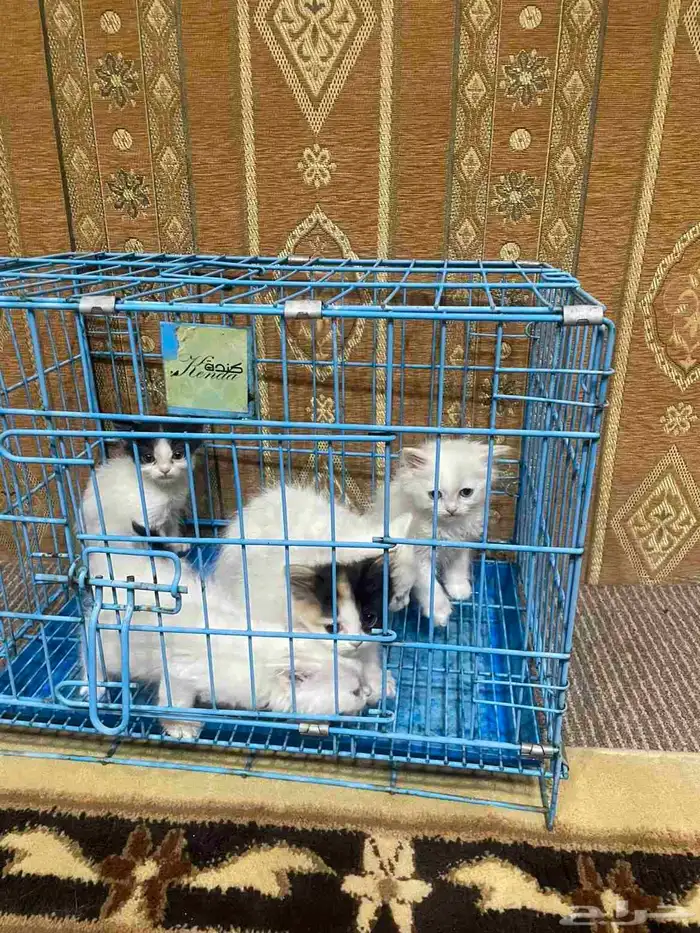 قطط عمر شهرين 0