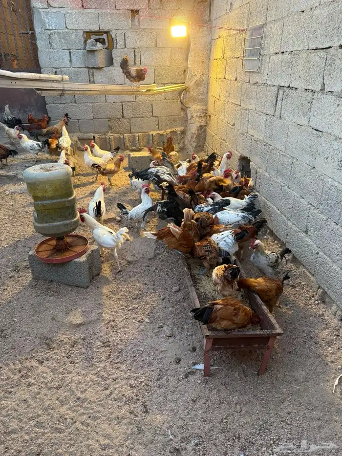 دجاج بلدي للبيع العمر 8اشهور 6