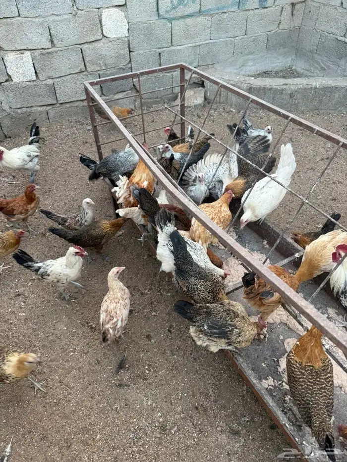 دجاج بلدي للبيع العمر 8اشهور 5