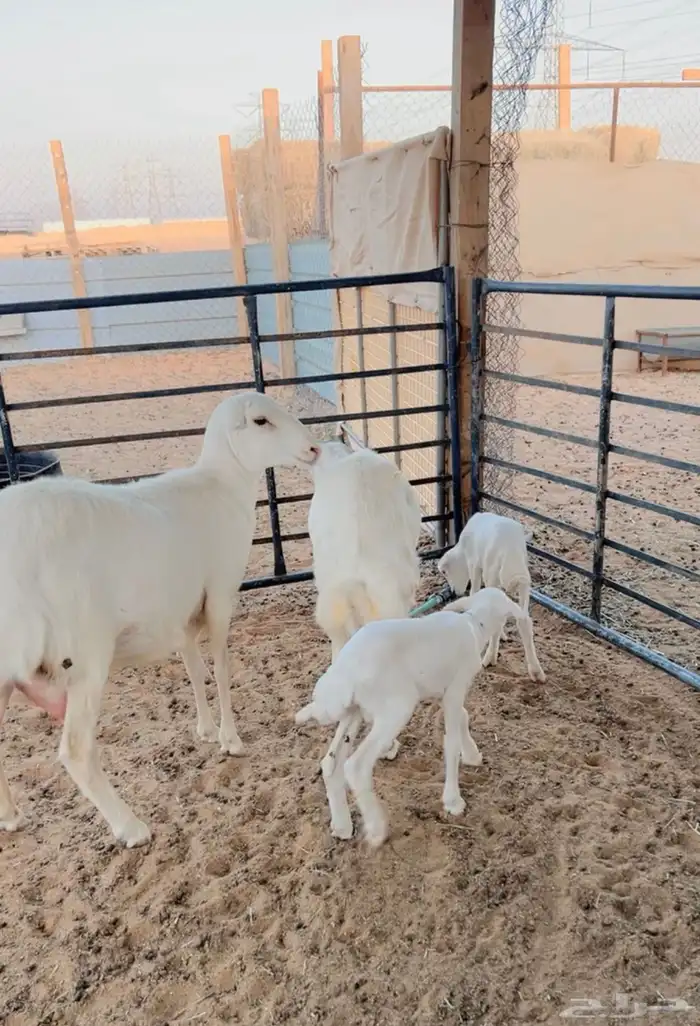 رفيديات متابيع بخرفان . 1