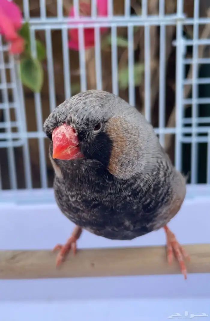 ذكر زيبرا شاركول سوبر جامبو 4