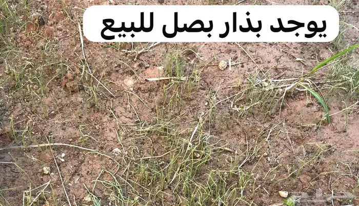 يوجد بذار للبيع بصل 0
