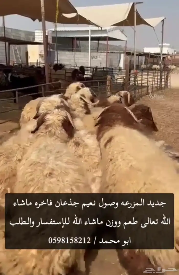 ذبائح نعيم لكل الاحجام ومتوفر نجدي موقعنا الدمام ويوجد توصي 0