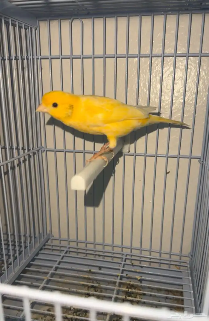 جوز كناري سوري مع بيض 1