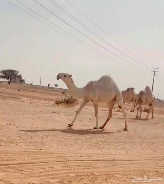 بعير باتلي منتج 3