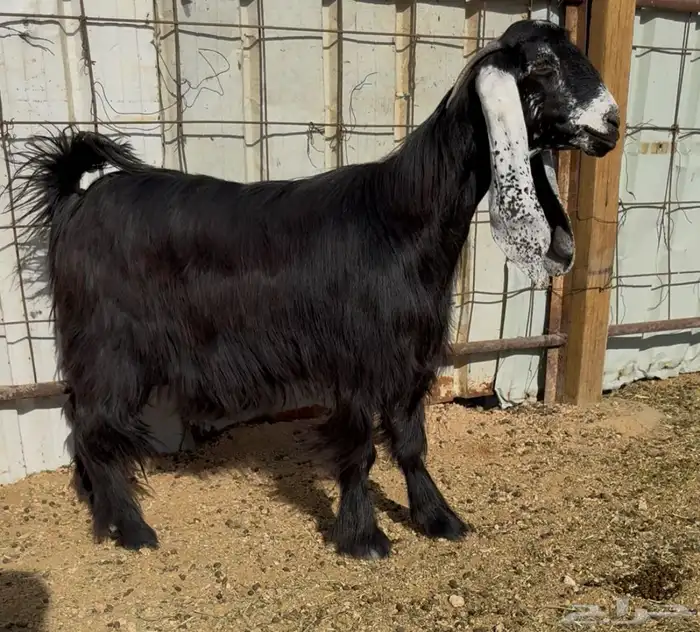 للبيع معزااء عوارض مقاني طيبه 2