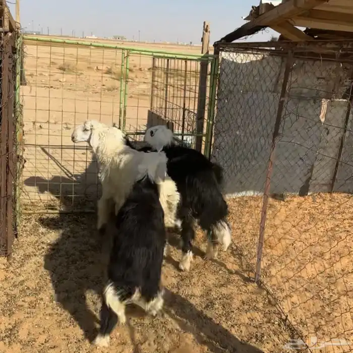 خروف ورخلين نجد ( تم البيع ) 0