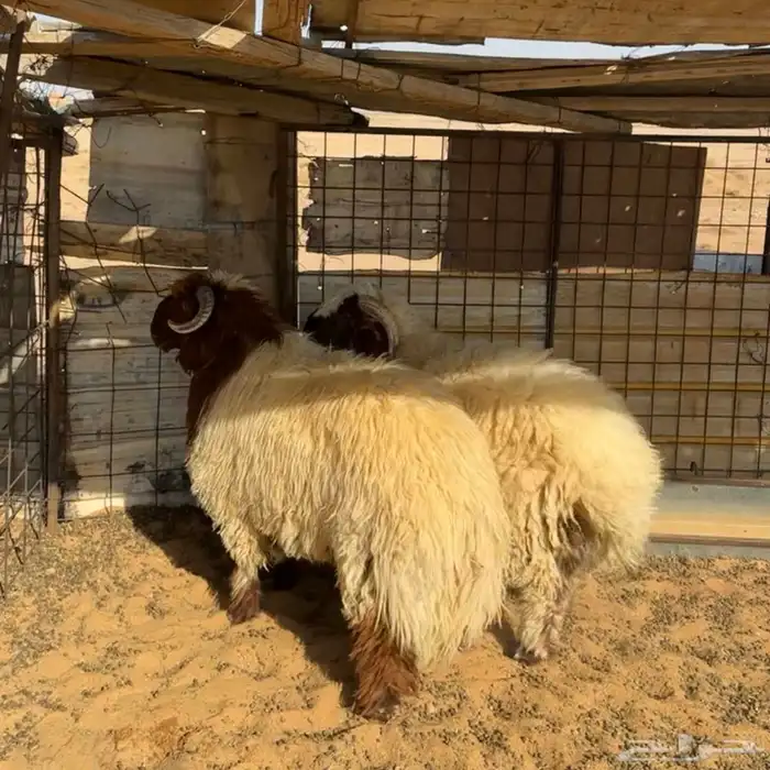 خرفان نعيم جبر ( تم البيع ) 0