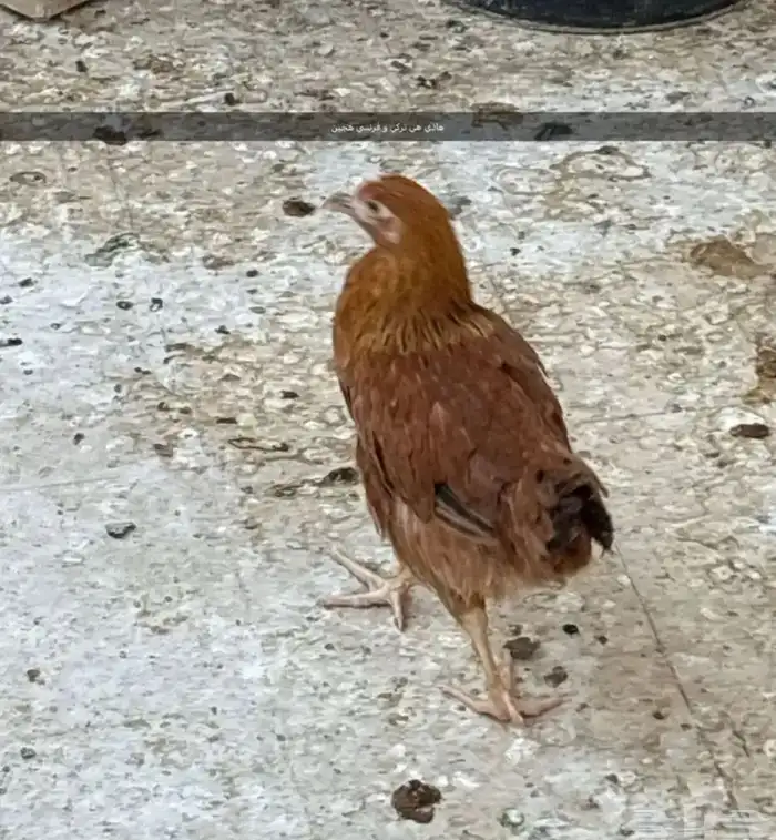 دجاج للبيع 4