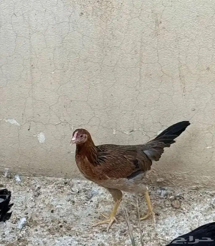 دجاج للبيع 5