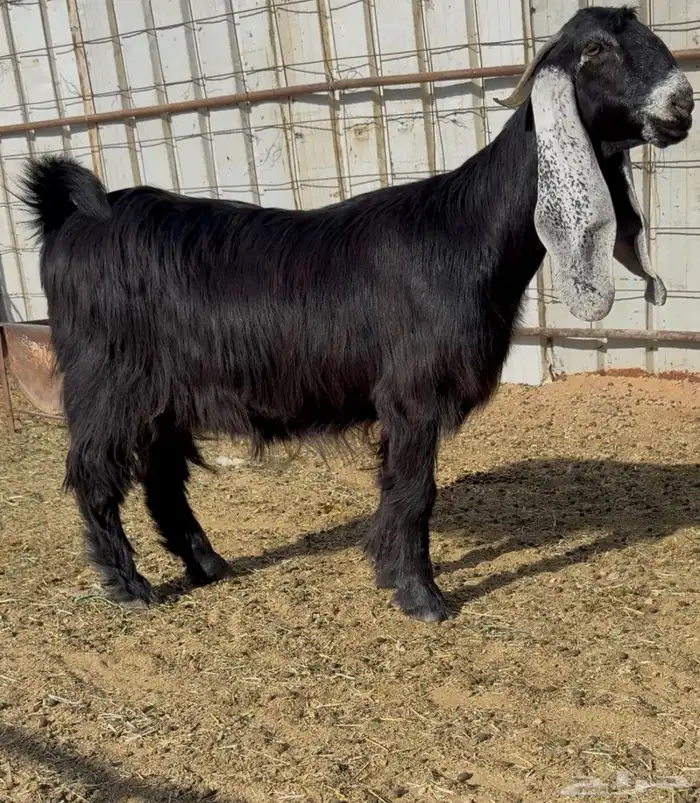 للبيع معزااء عوارض مقاني طيبه 1