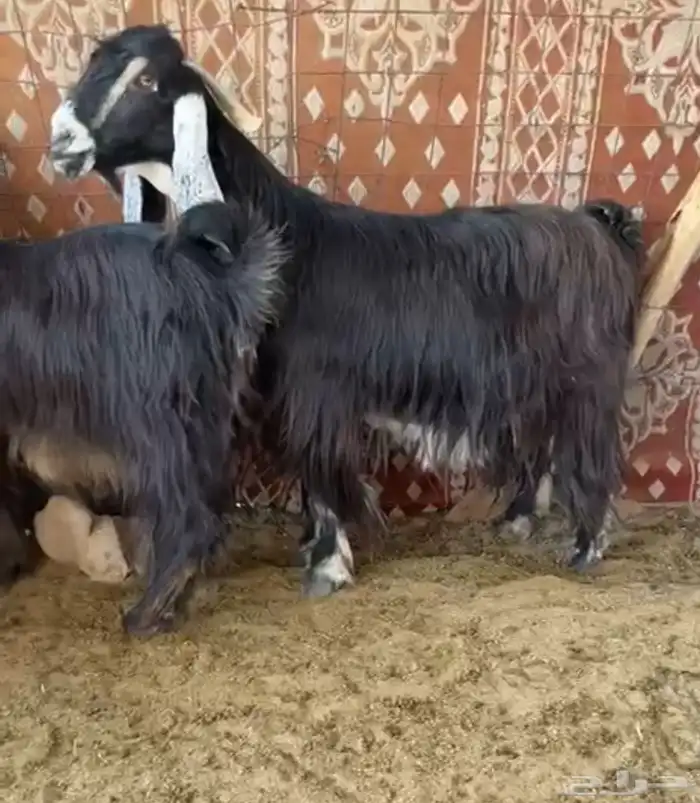 للبيع معزااء عوارض مقاني طيبه 3