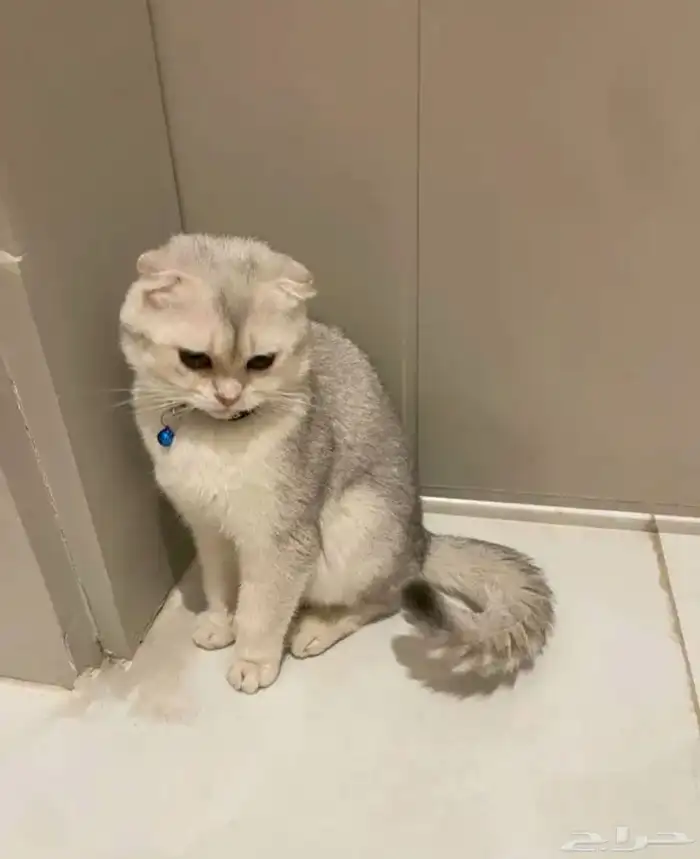 قط سكوتش فولد 0
