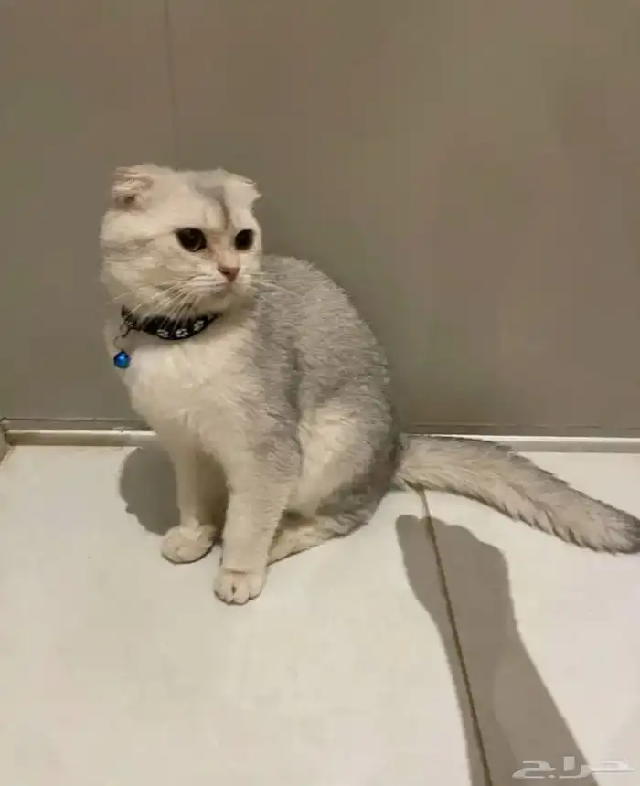 قط سكوتش فولد 1