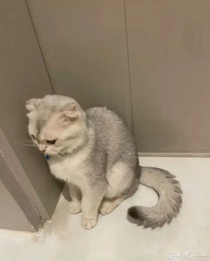 قط سكوتش فولد 2