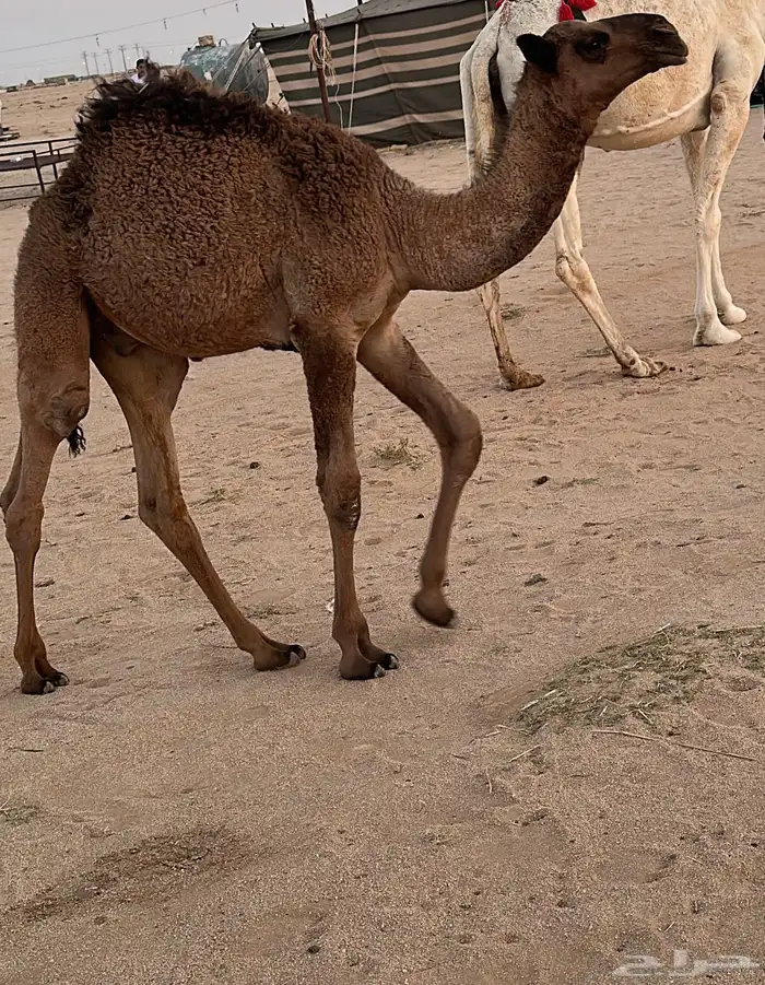 عشرا وضحا في الدوادمي 4