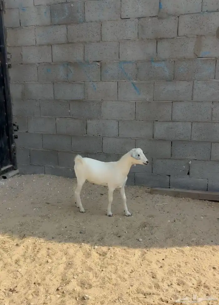 تيس 1