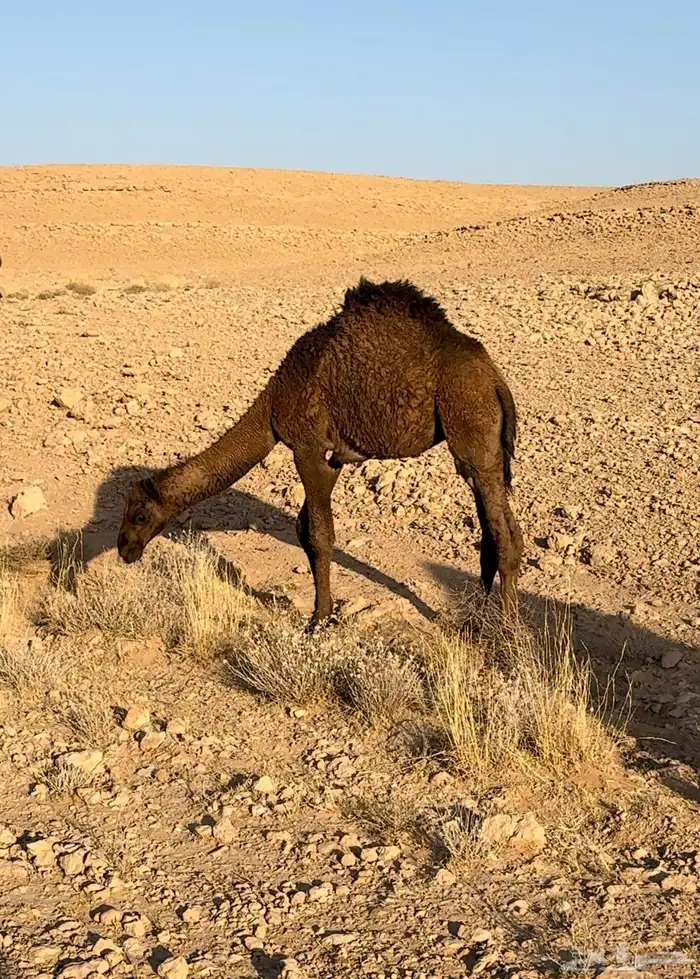 قعود 1