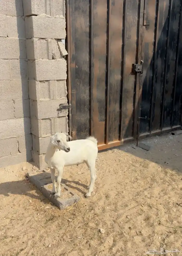 تيس 0