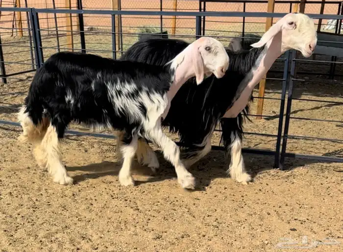 نجديه خصم تحتها رخل خصم 2