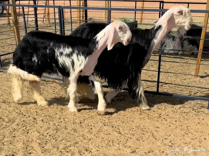 نجديه خصم تحتها رخل خصم 0