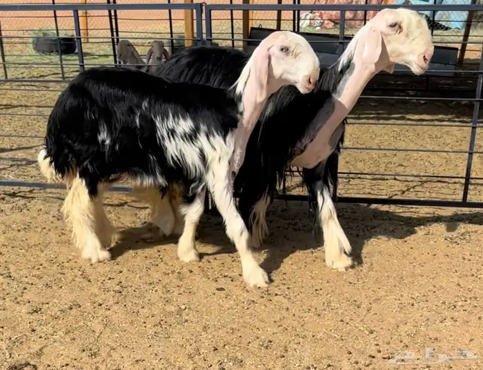 نجديه خصم تحتها رخل خصم 3