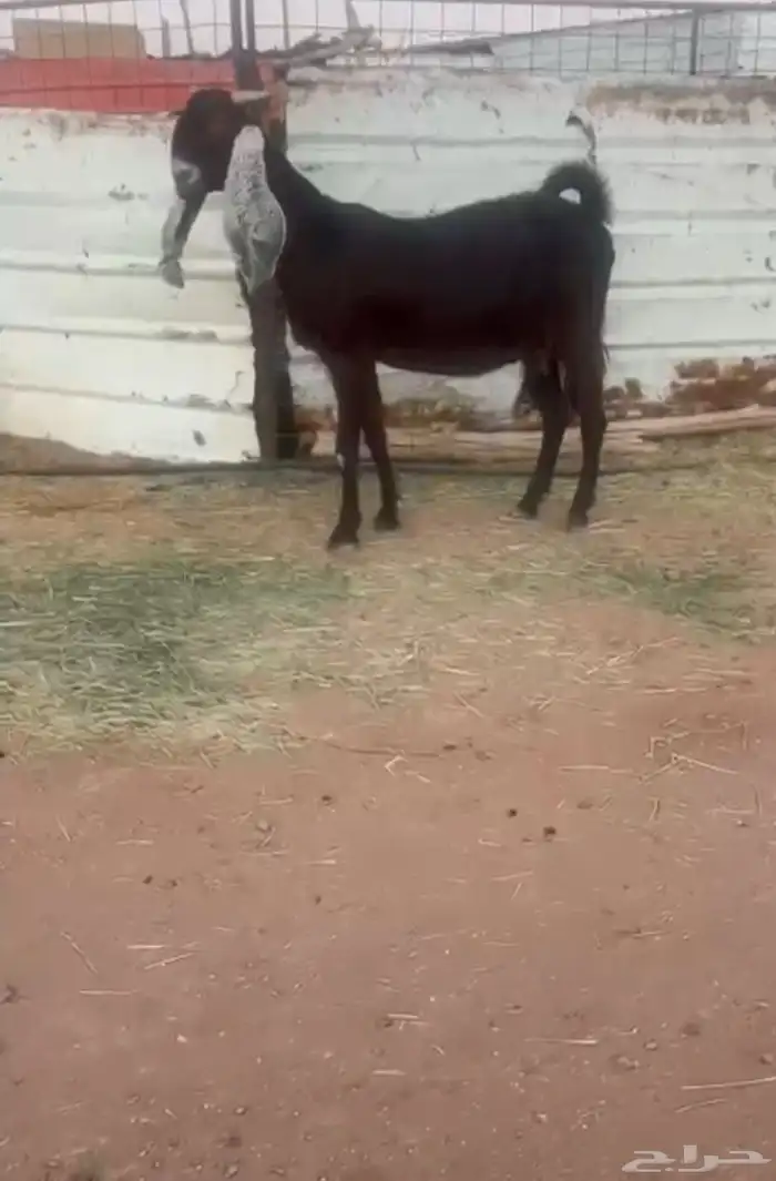 عنز مشرووكه قبرصي فااخر 0